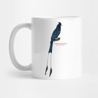 Greater Racket-tailed Drongo | Dicrurus paradiseus Mug